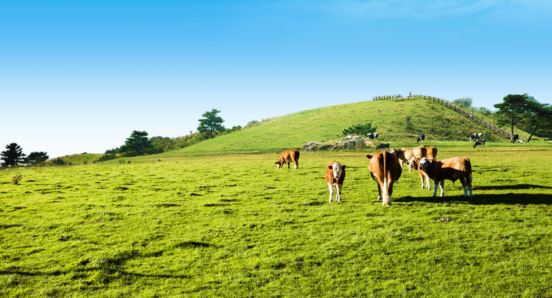 2025年澳门免费原料网